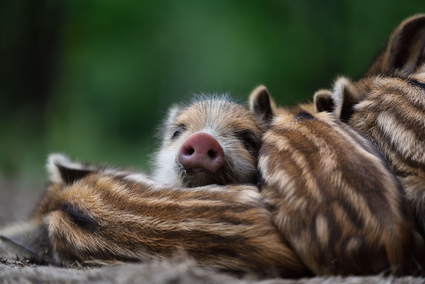 сладкие сны