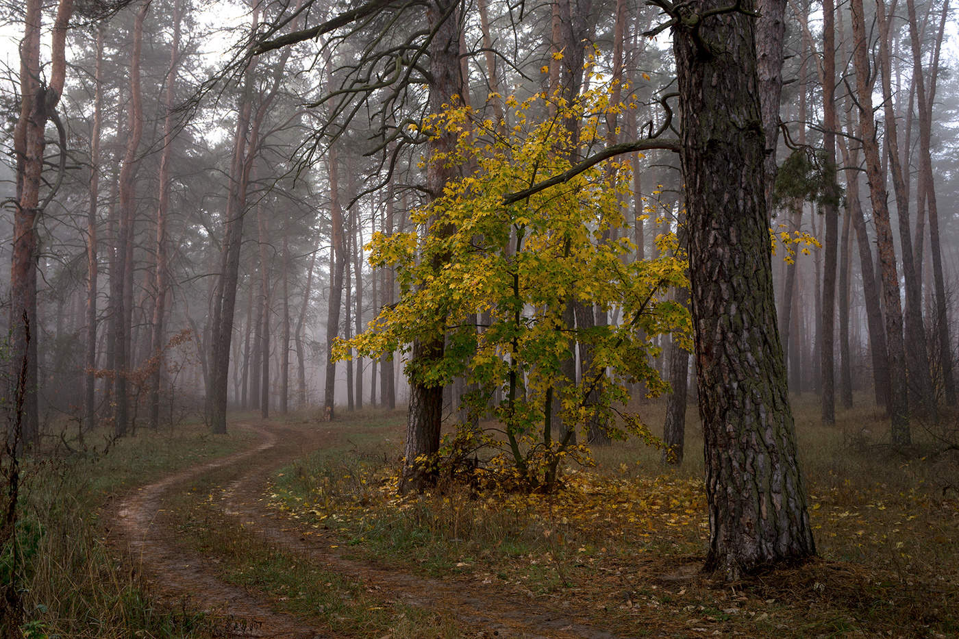 Утро в сосновом бору