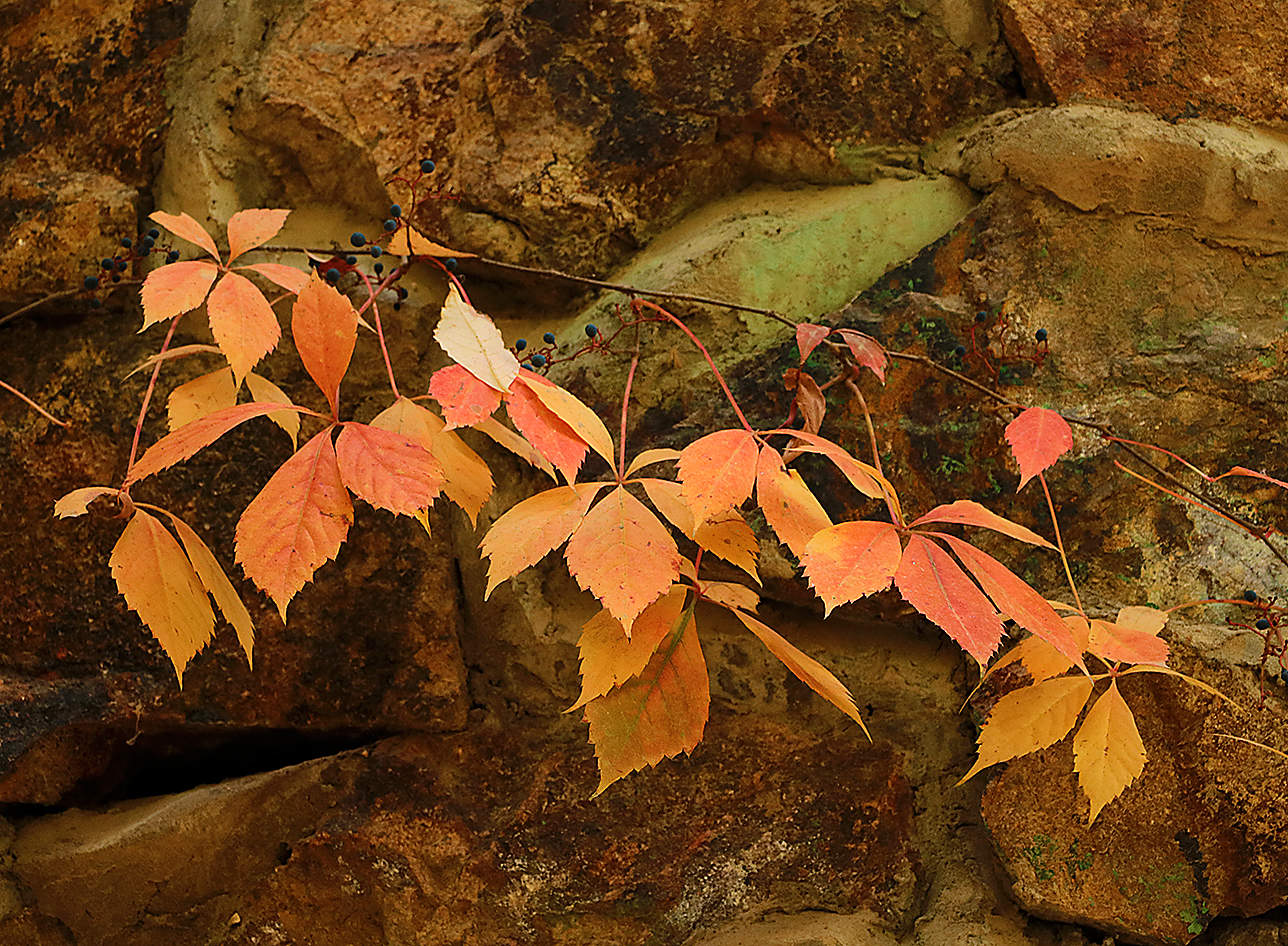 Осенний этюд