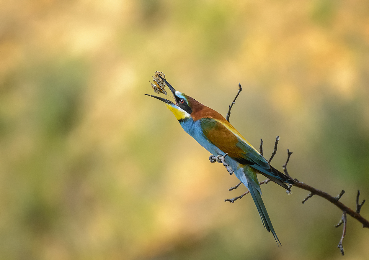 Долеталась.