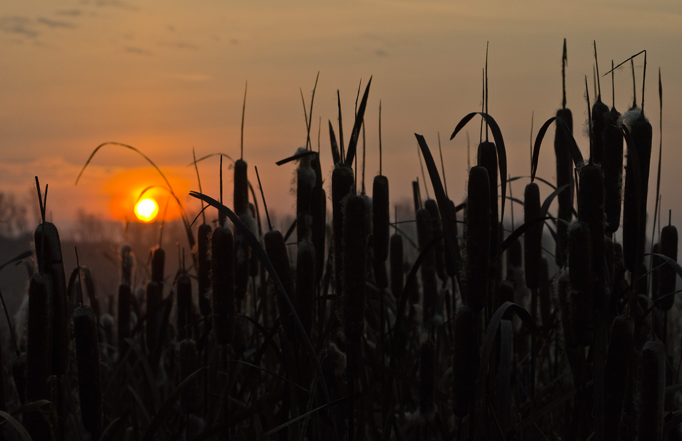 Пробуждение рогоза