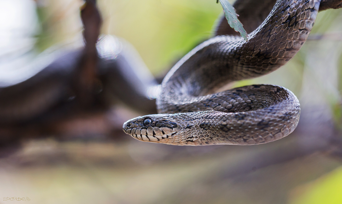 Неожиданно в ветвях