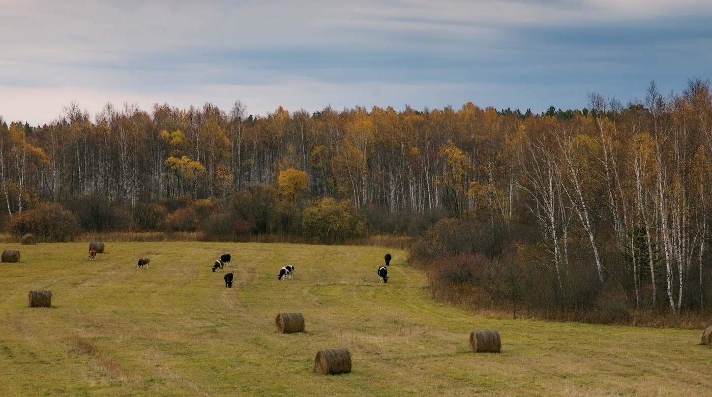 Осенний луг.