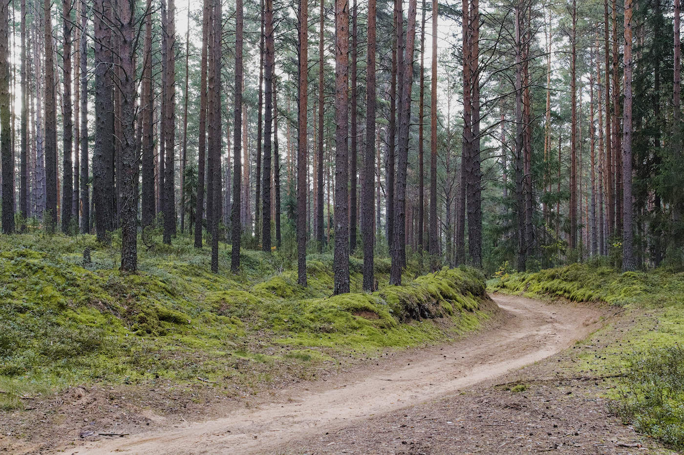 Извилистая дорога