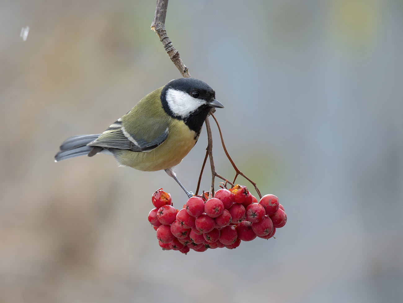 Витаминное настроение
