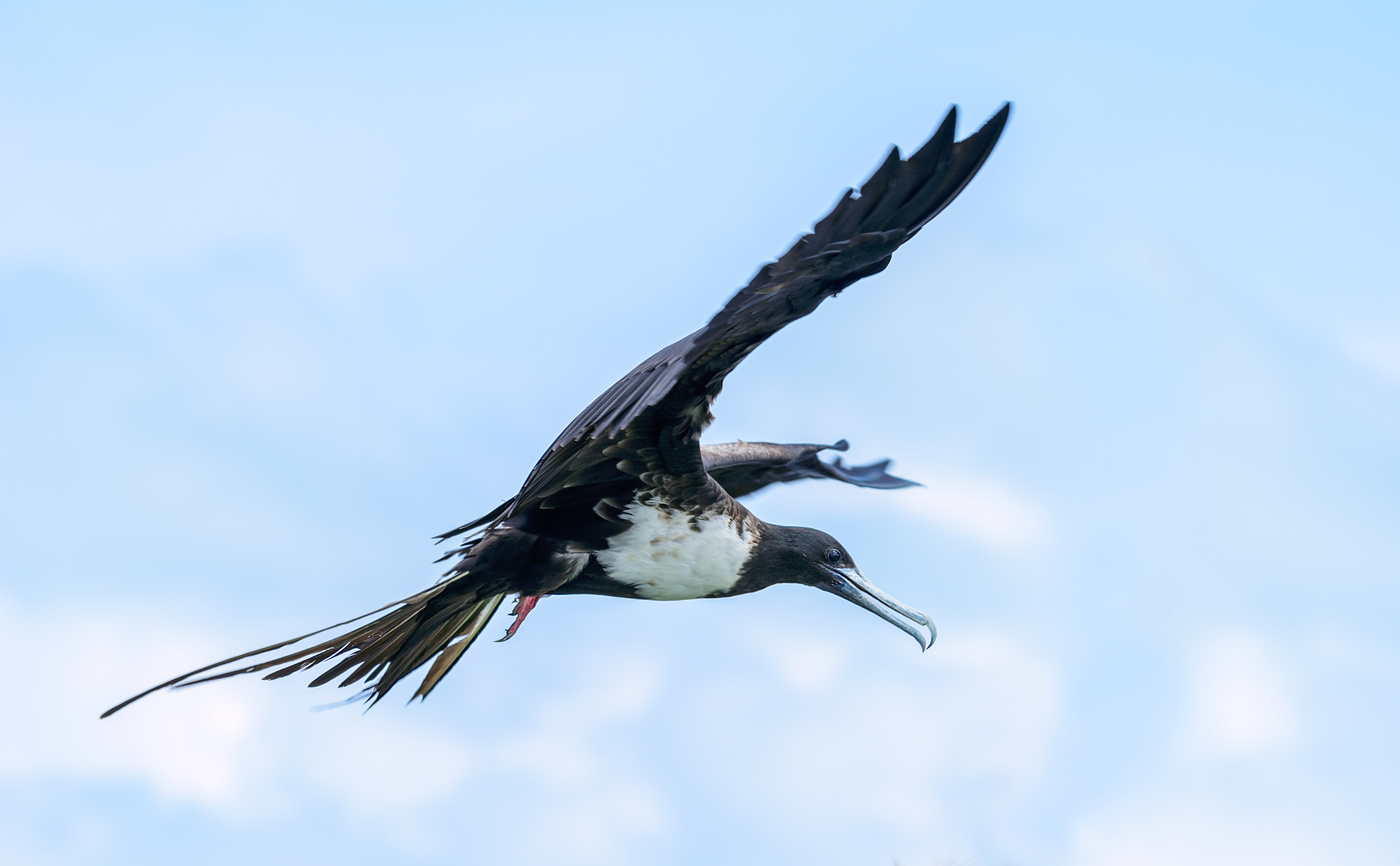 Magnificent Frigatebird (immature female)