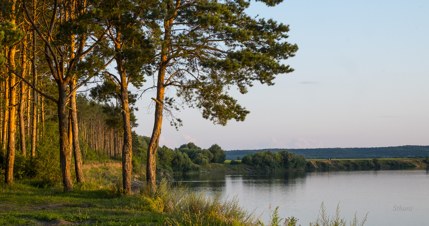 Сосны на берегу Оки.