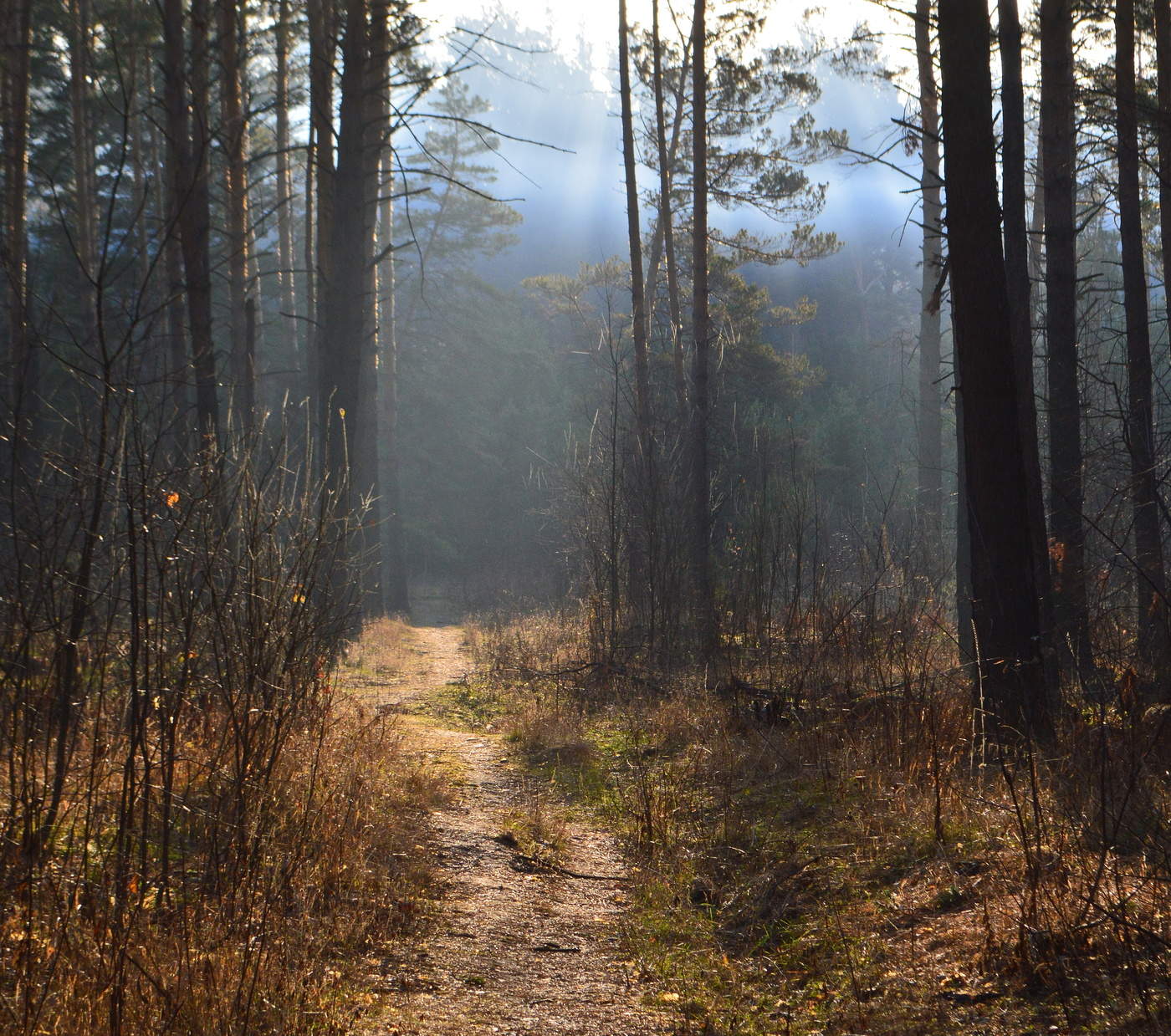 солнечное утро