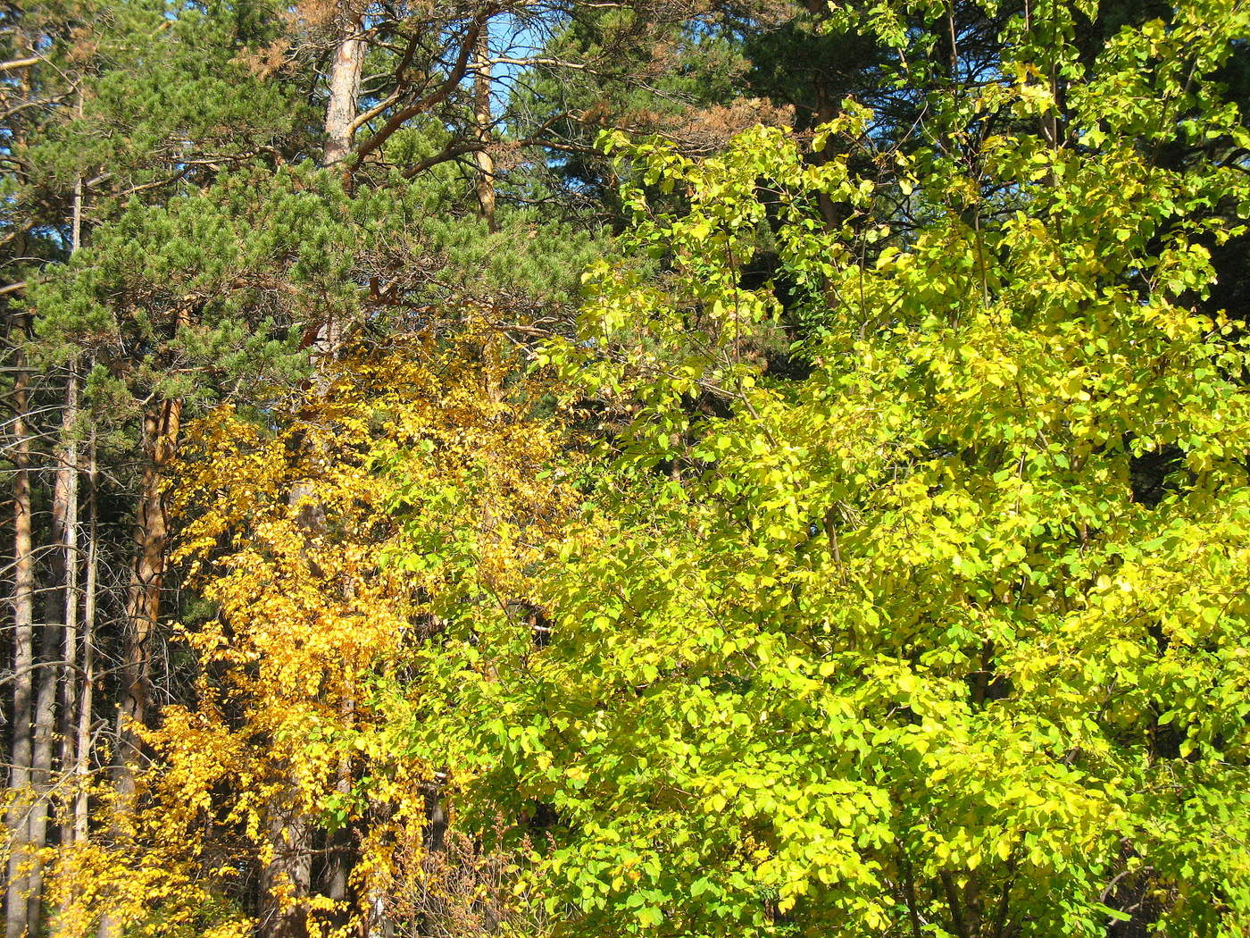 Последний аккорд осени