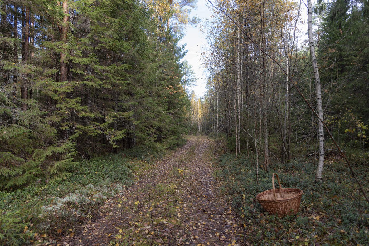 Последний аккорд осени