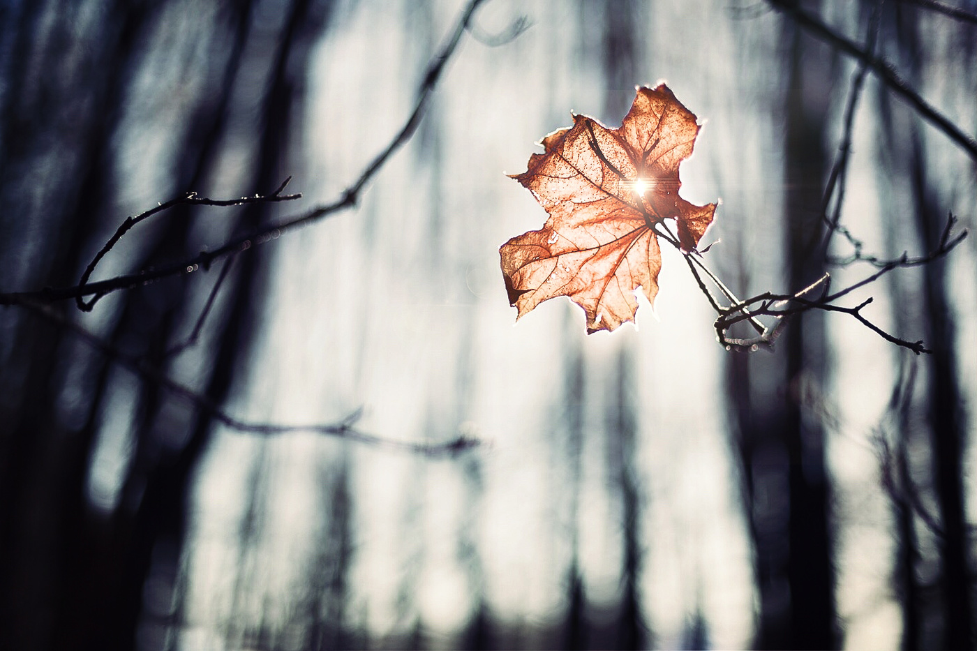 Последний аккорд осени...