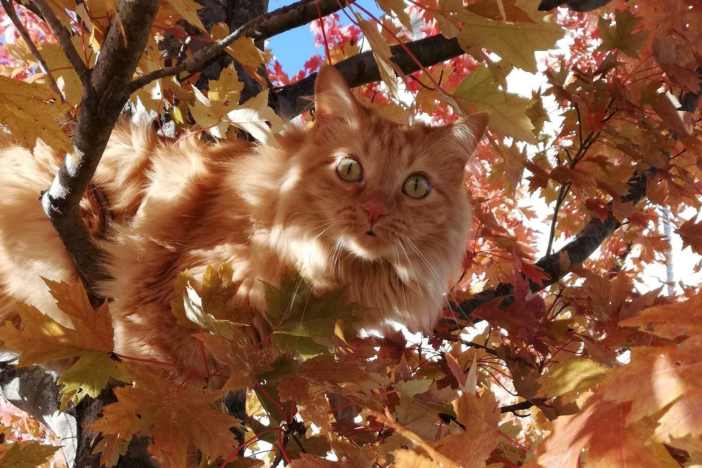 Последний аккорд осени