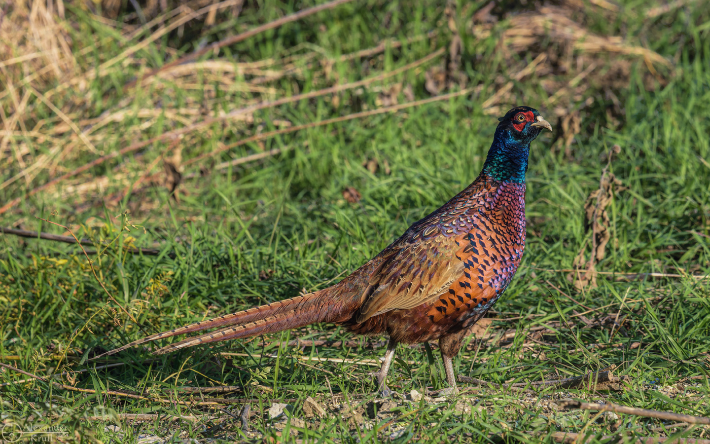 В полный рост во всей красе...
