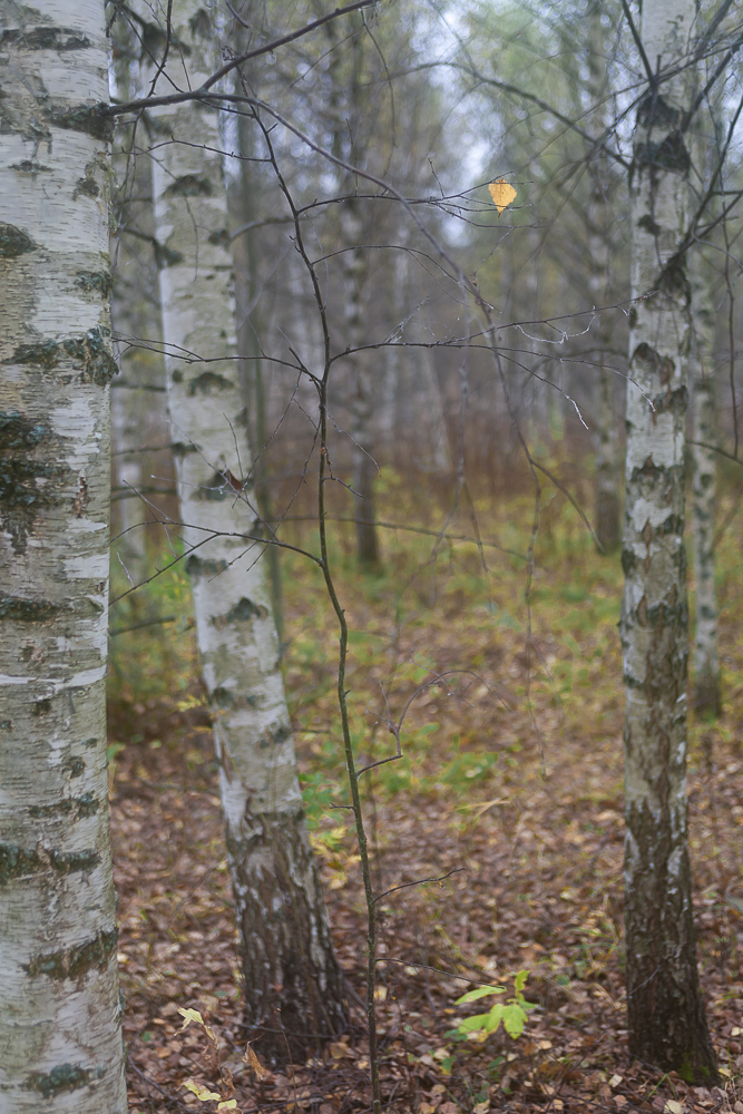 последний аккорд осени