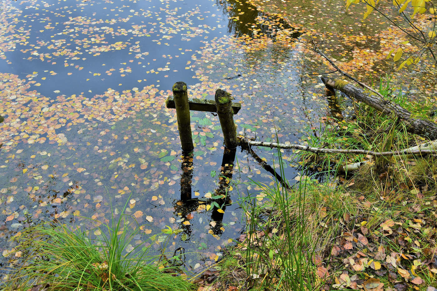 "Последняя листва... закончит бал осенний у реки..."