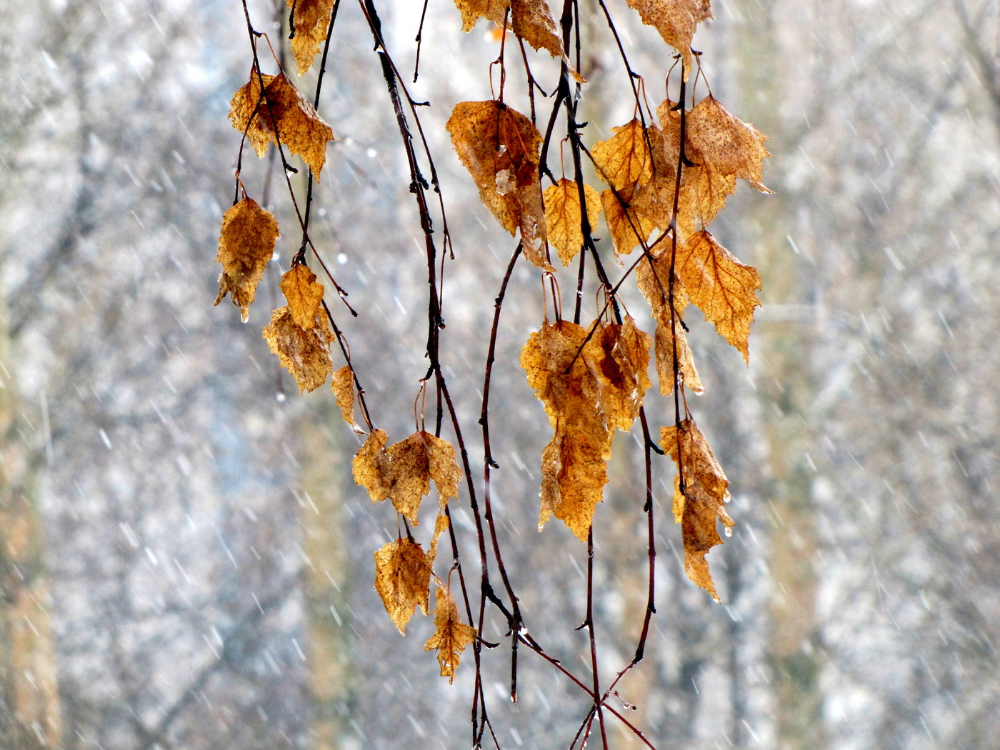 Последние листы