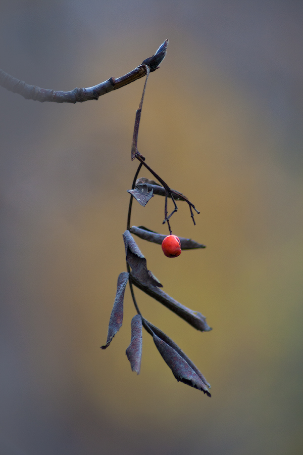 Грусть осени