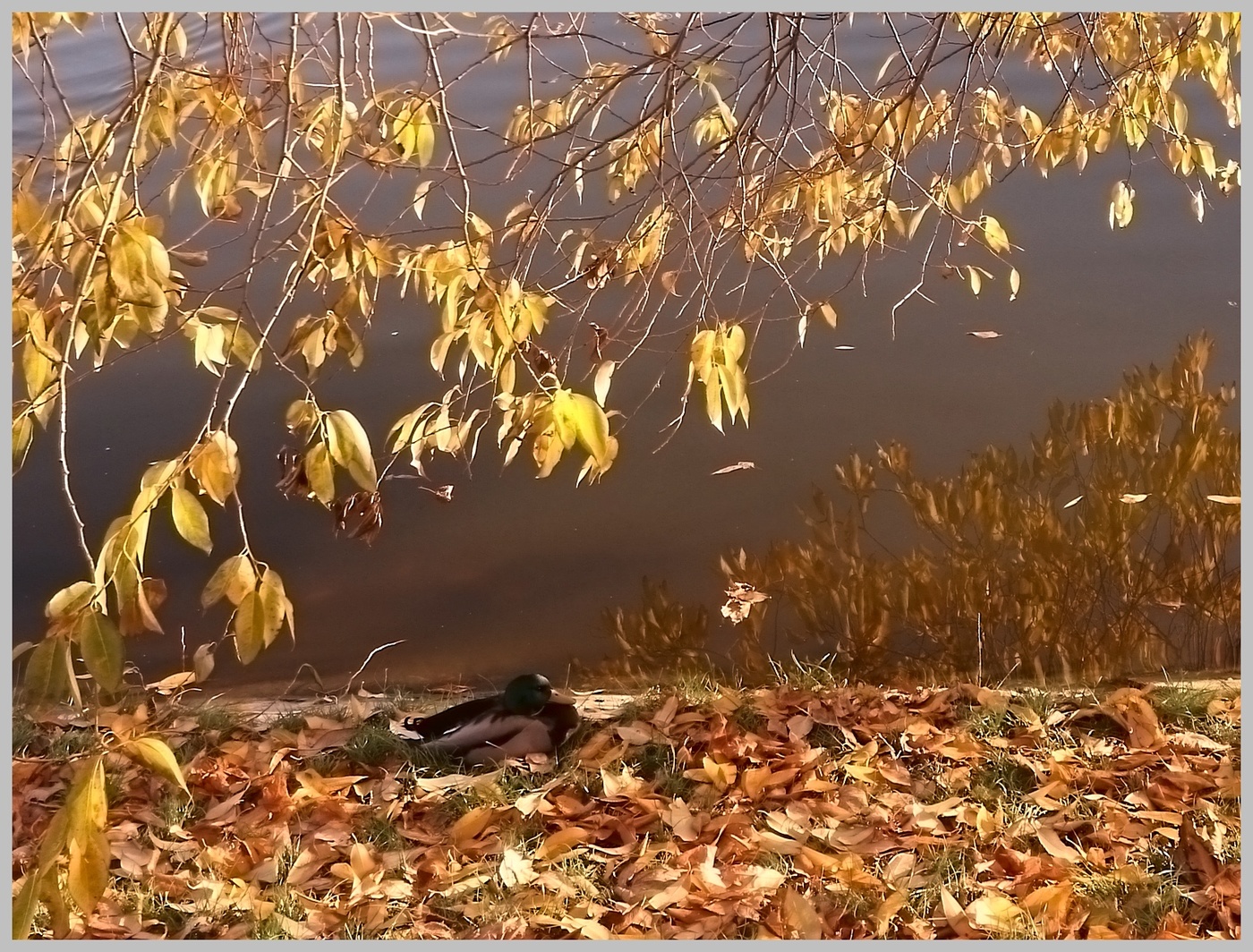 Последние деньки осени ...