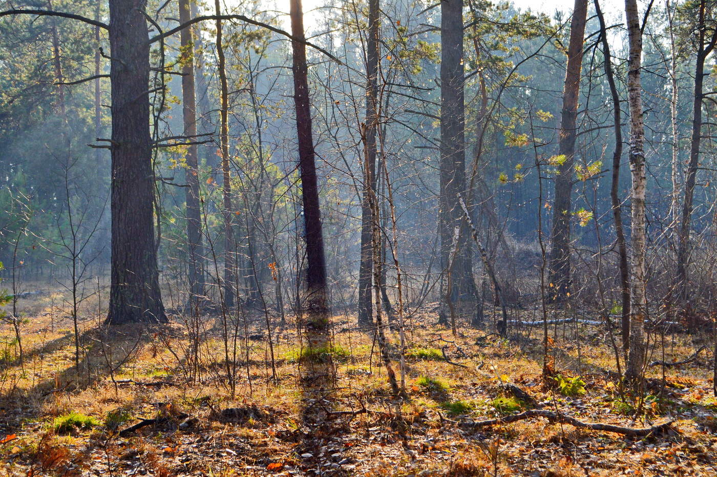 осенний лес