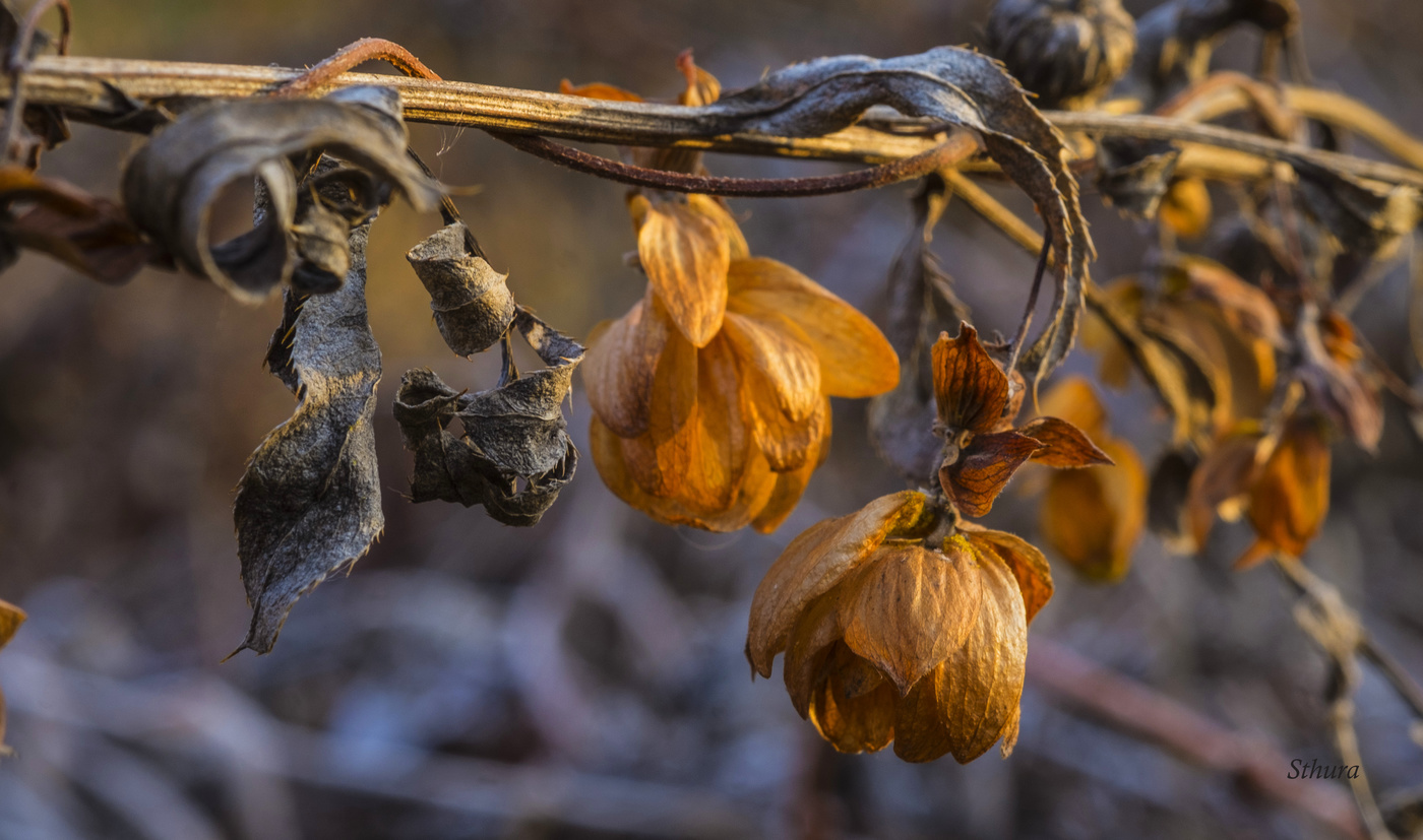 Осенний хмель.