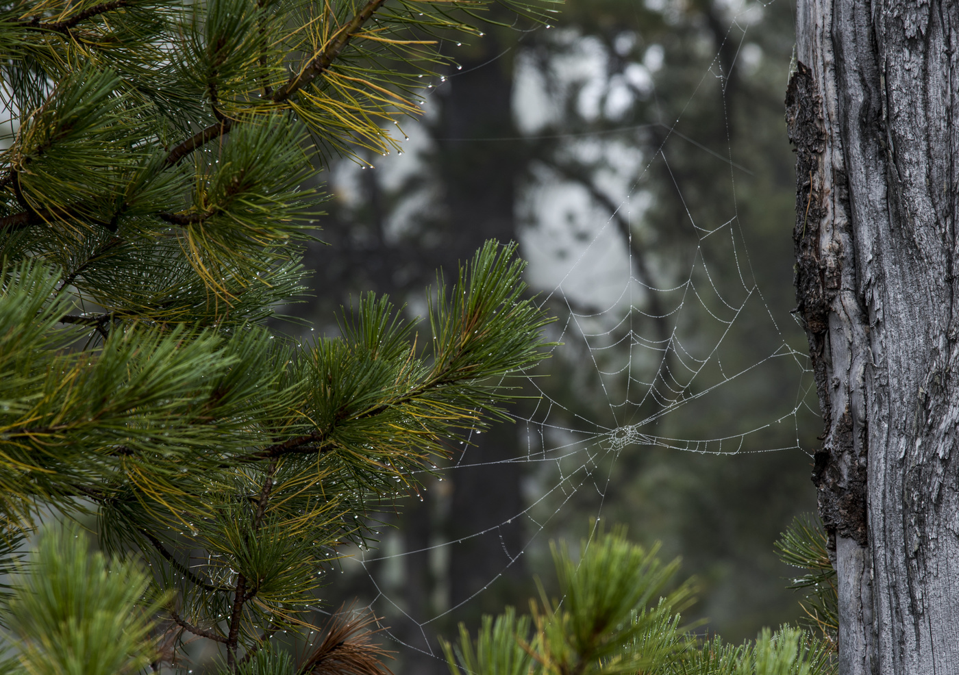 После дождя