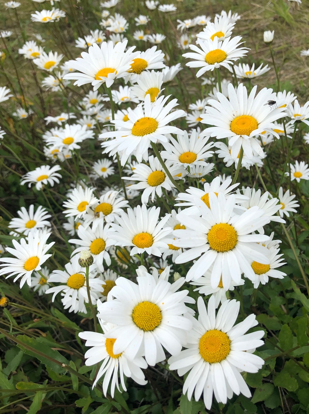 Воспоминания о лете