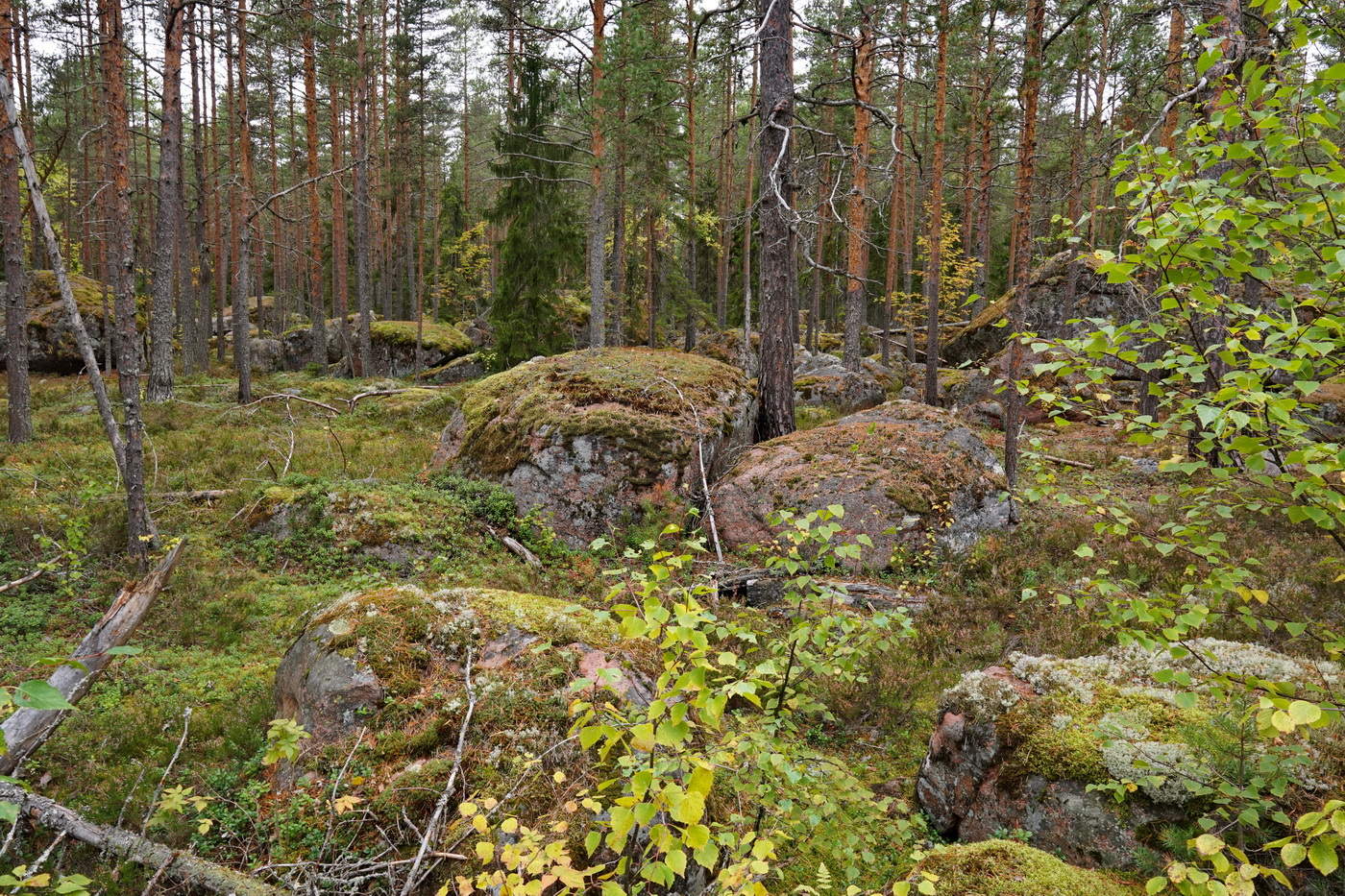 Окаменелость