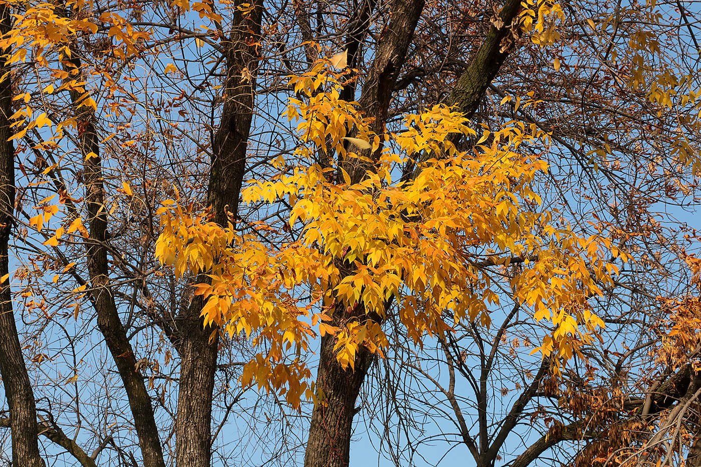 Золото и синь