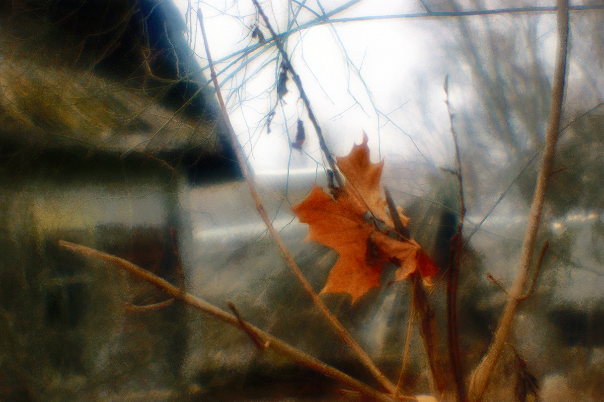 В преддверии флешмоба. Последний аккорд осени...точнее - нота.