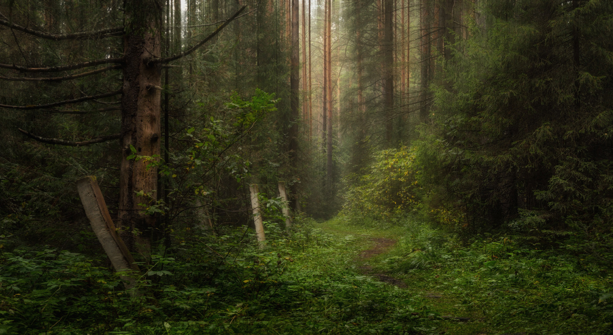 Забытыми тропами