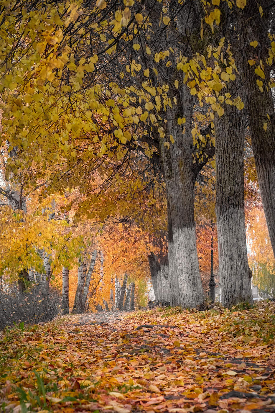 Осенняя дорожка 