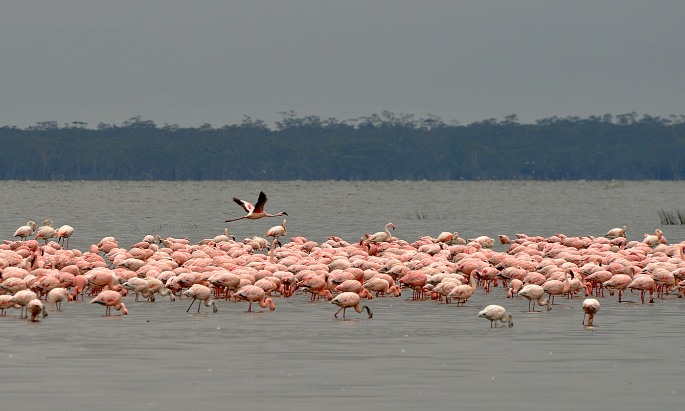 Фламинговый рай
