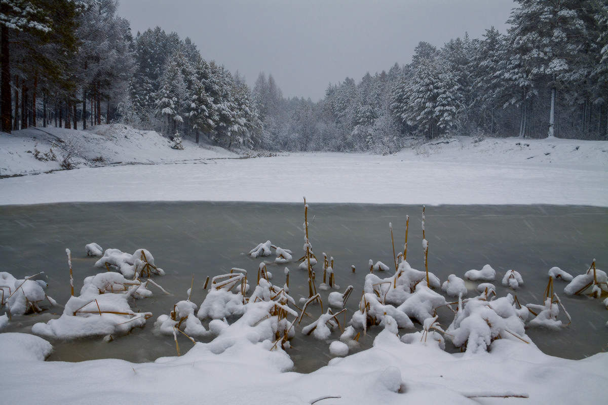 Снегопад на болоте