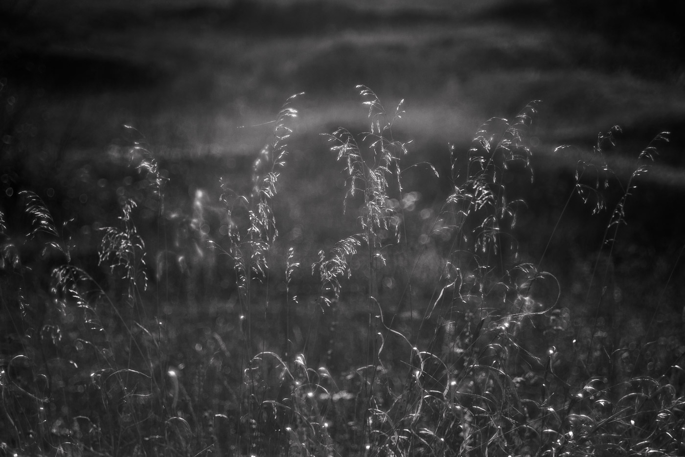 В солнечных лучах