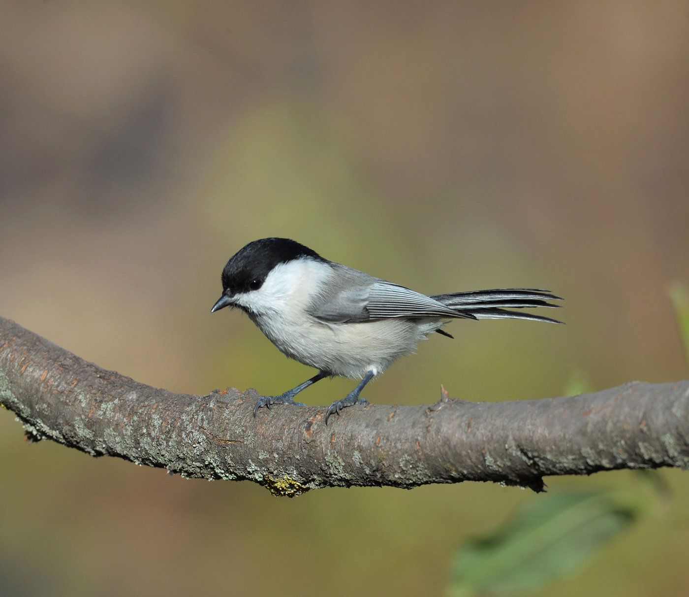 Черноголовая гаичка