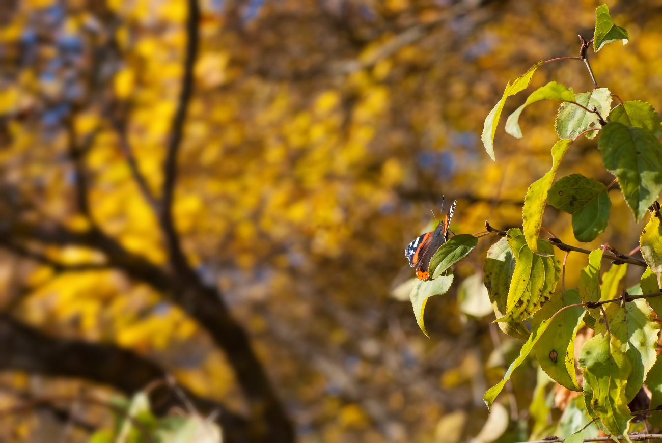 Последний аккорд лета