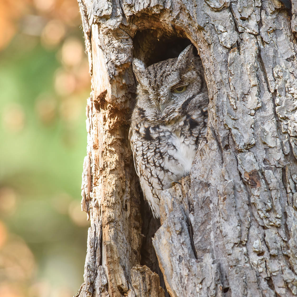 Eastern screech owl