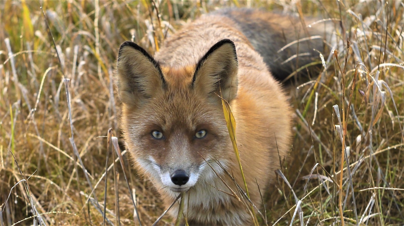 Портрет рыжей красавицы...