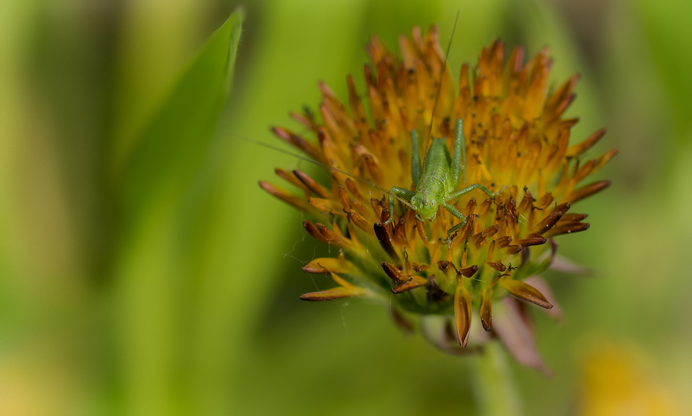 как огуречик...