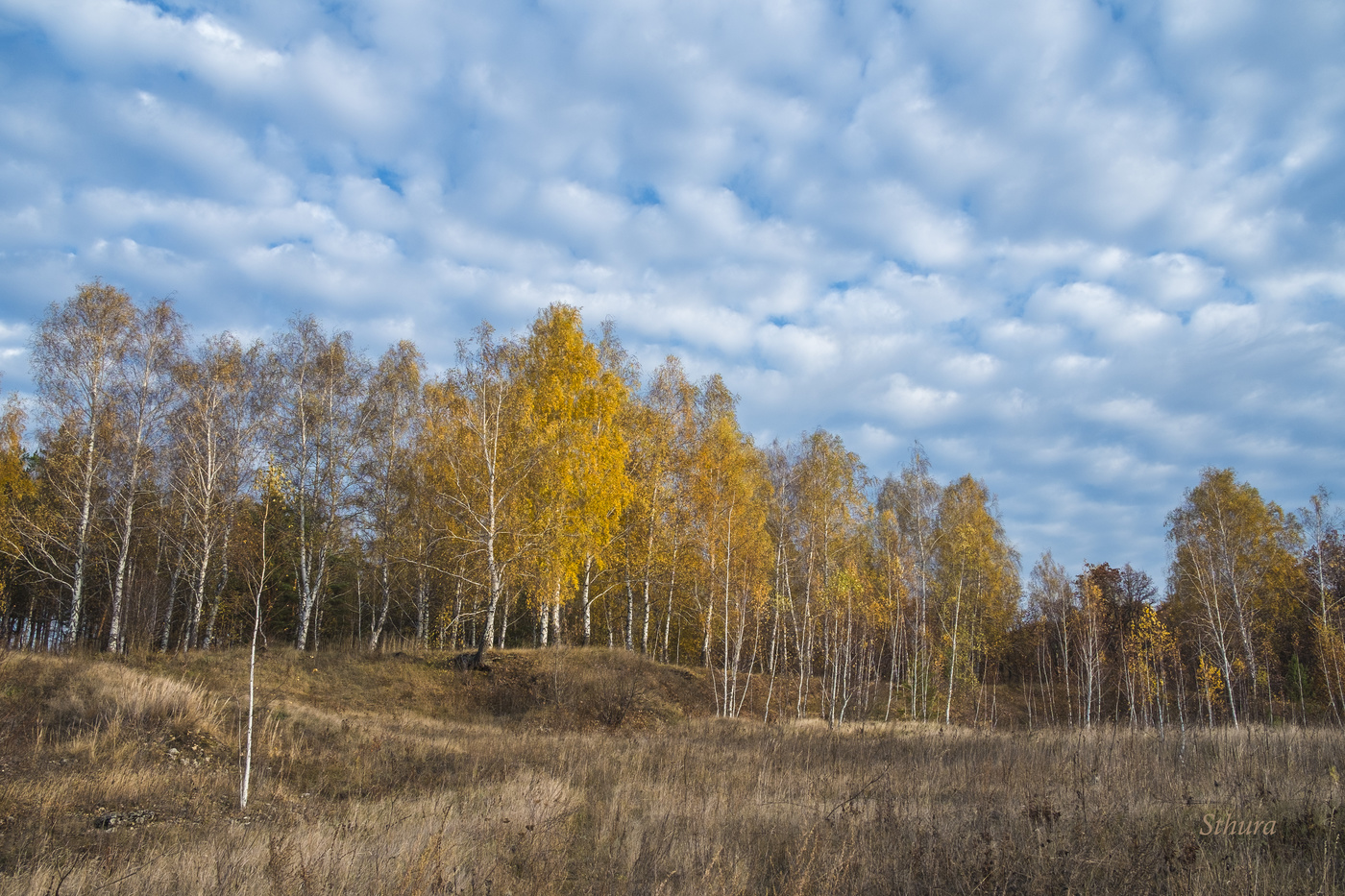 Осенние берёзки.