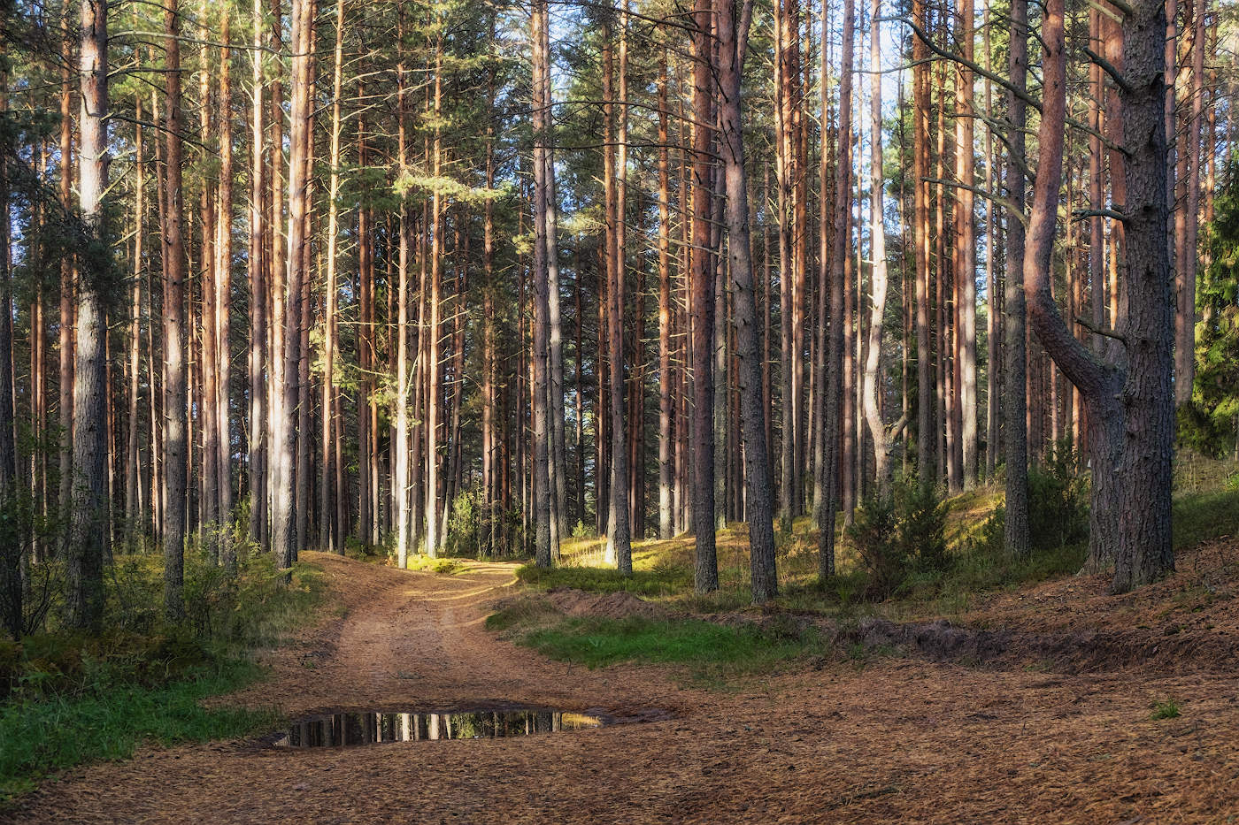 Корабельные сосны