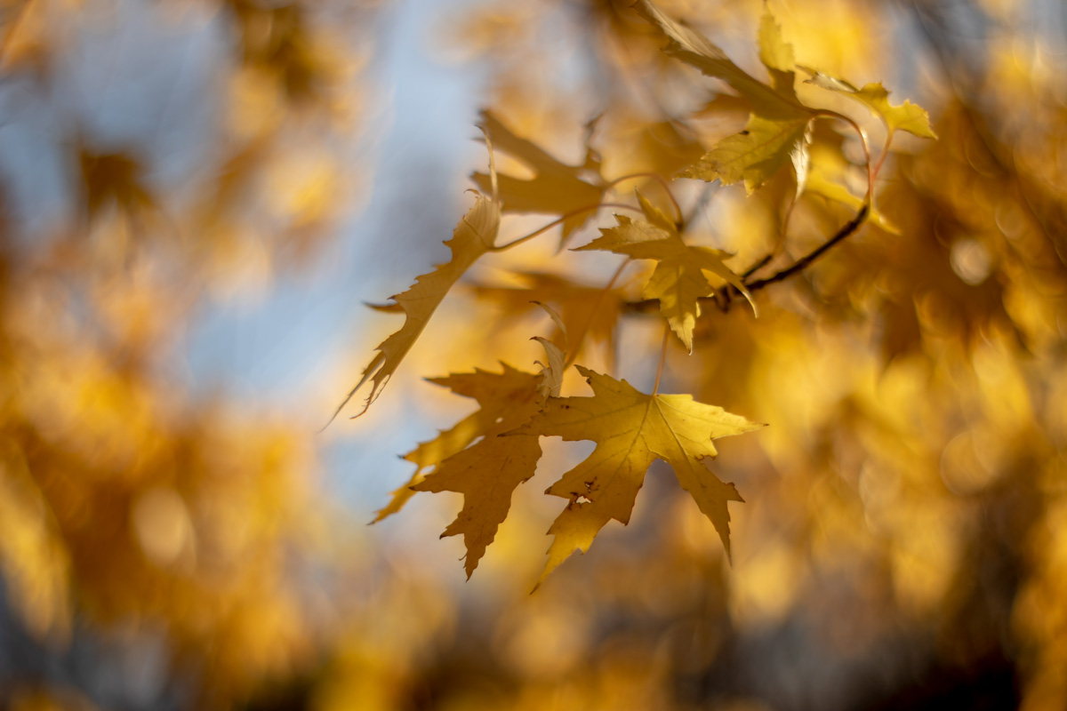 кленовая осень...