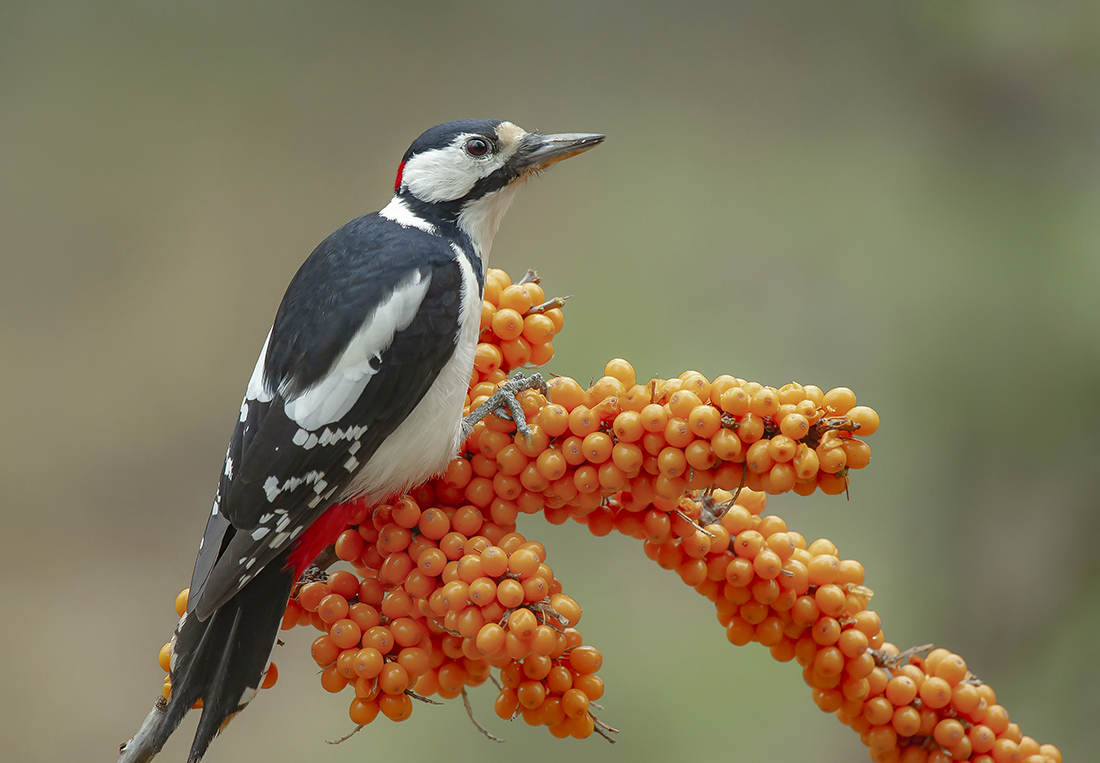 Облепиха созрела