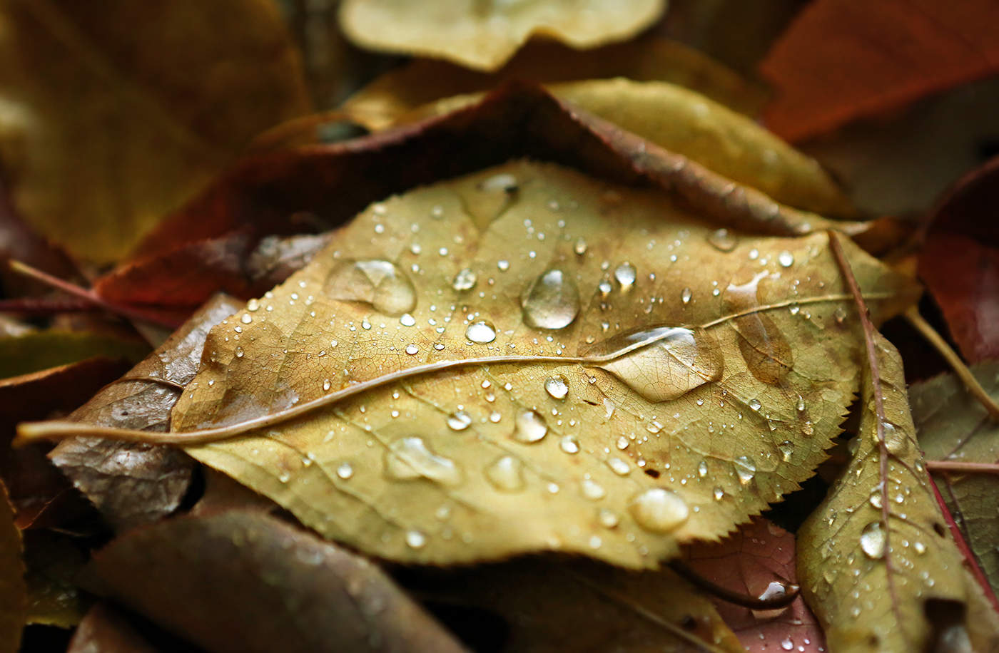 Дождливое настроение