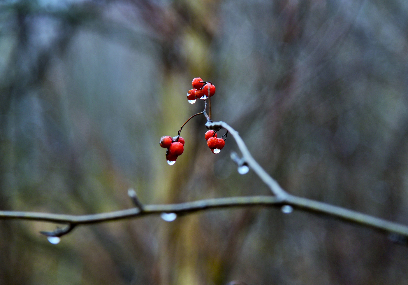 Осенняя элегия ...