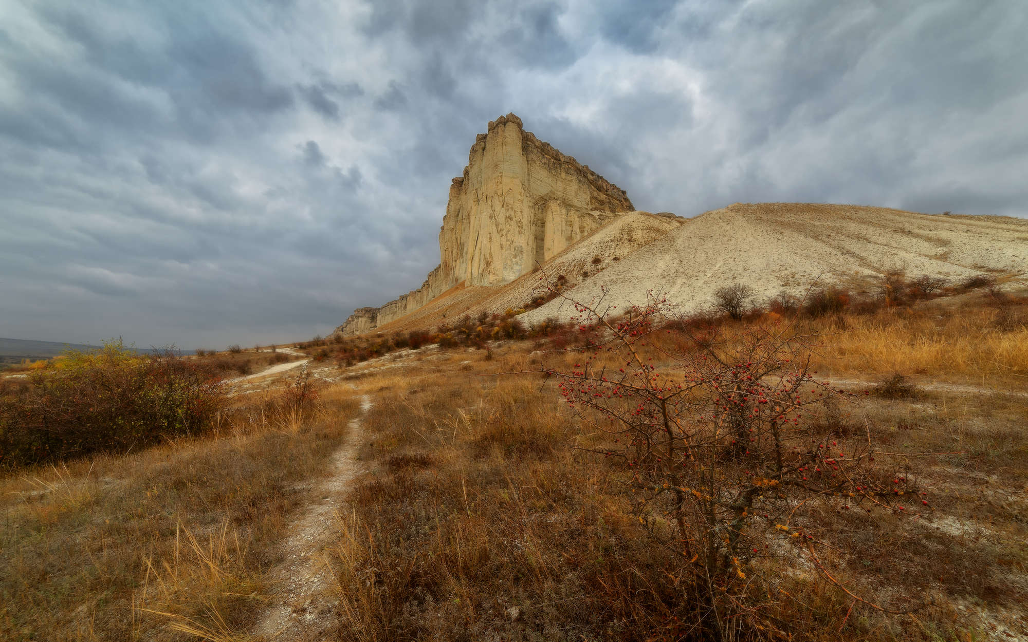 Шиповник хмурым днём у Белой скалы