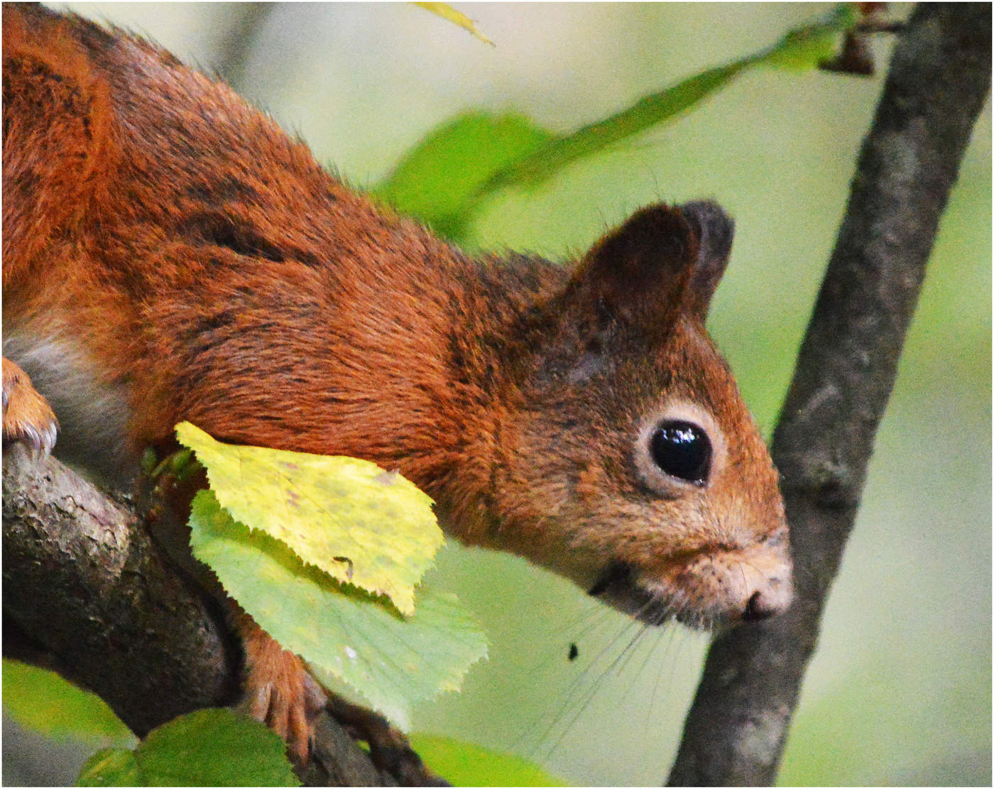 Только слезу.