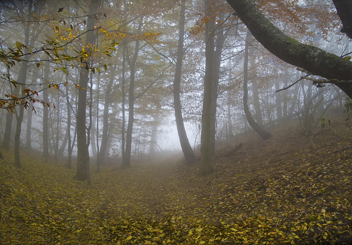 Блуждая по опавшей листве