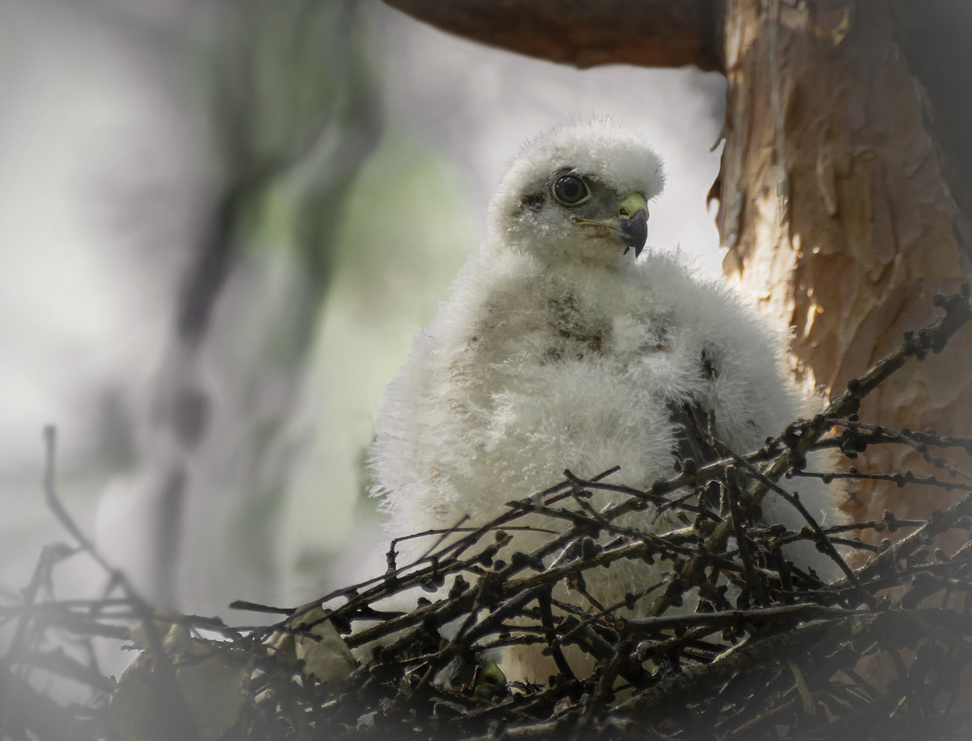 Птенец ястреба ..