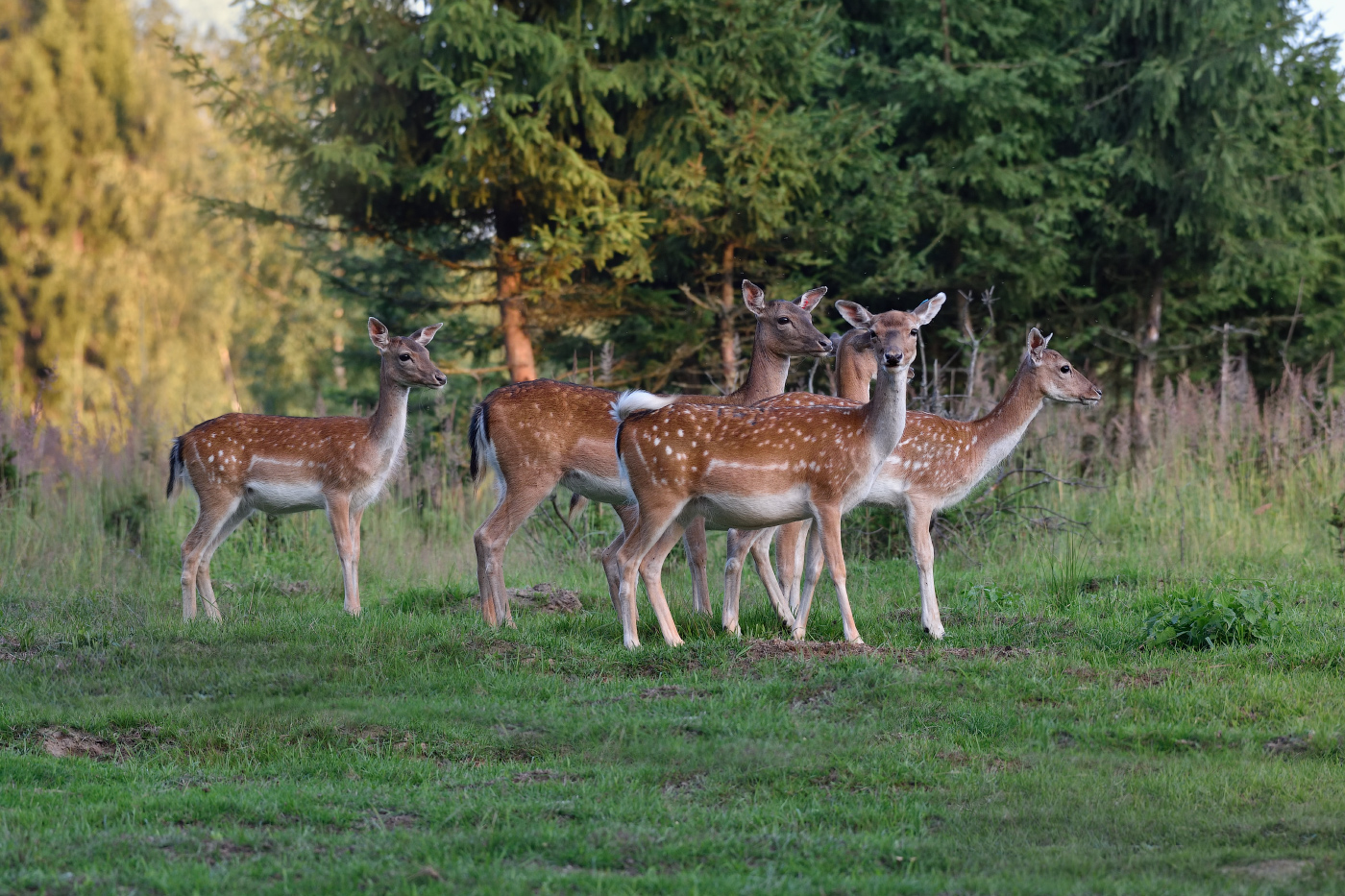 дружная компания